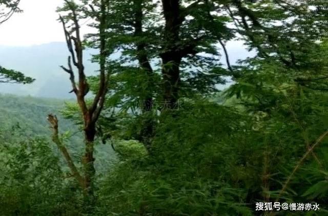 燃烧吧大脑免广告最新版